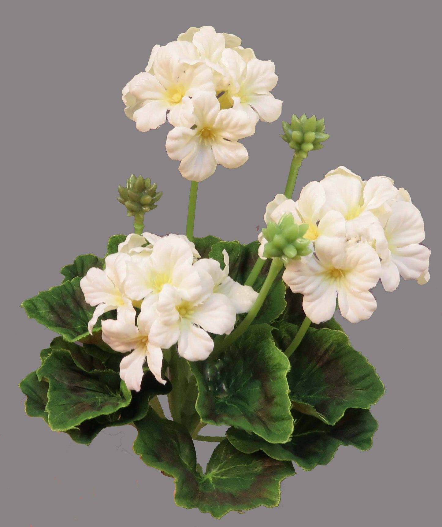 10" Geranium Pick Cream or Pink