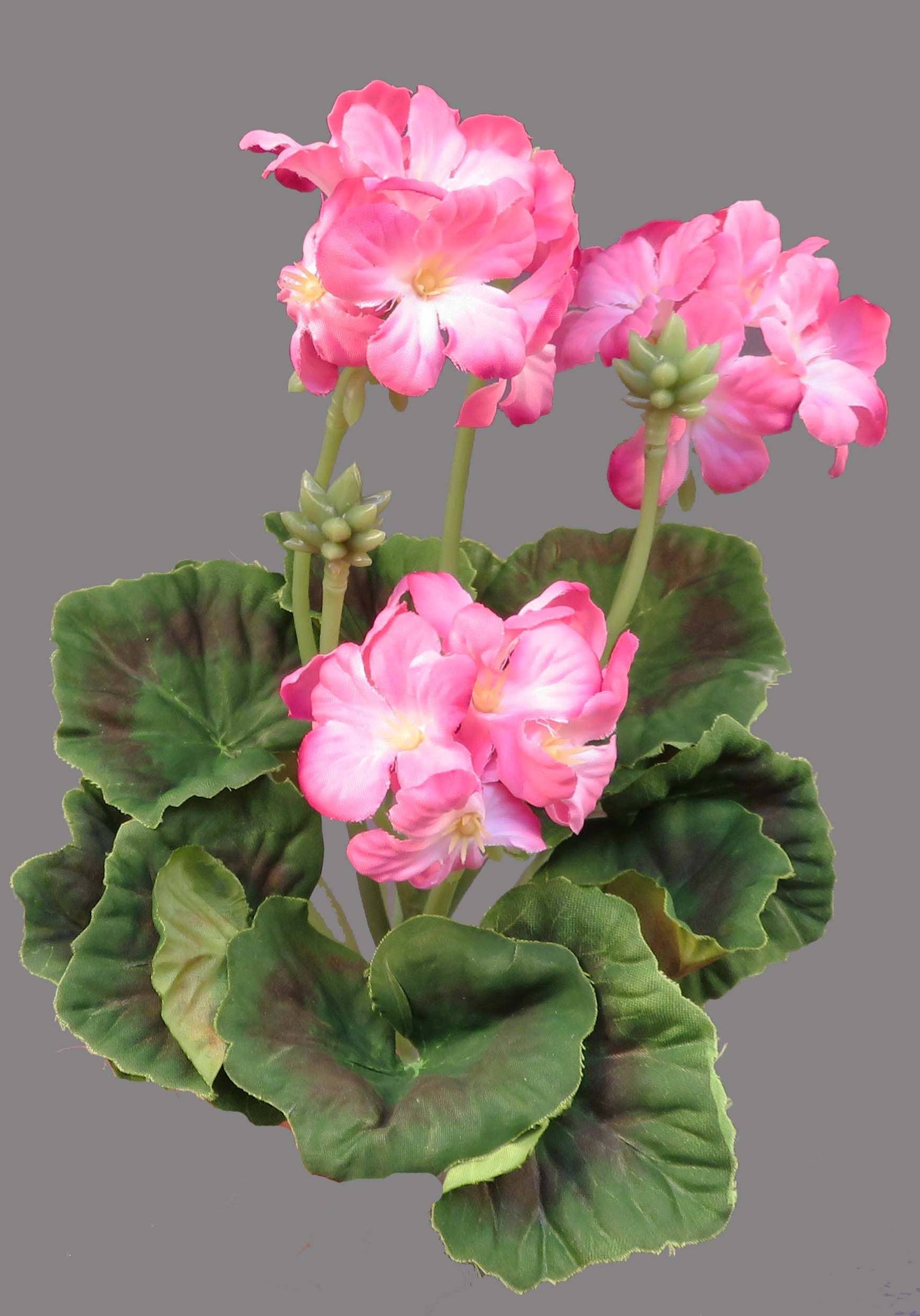 10" Geranium Pick Cream or Pink
